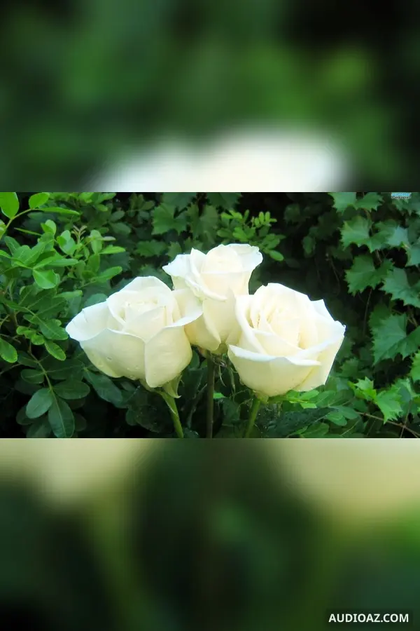 Sự tích hoa hồng bạch