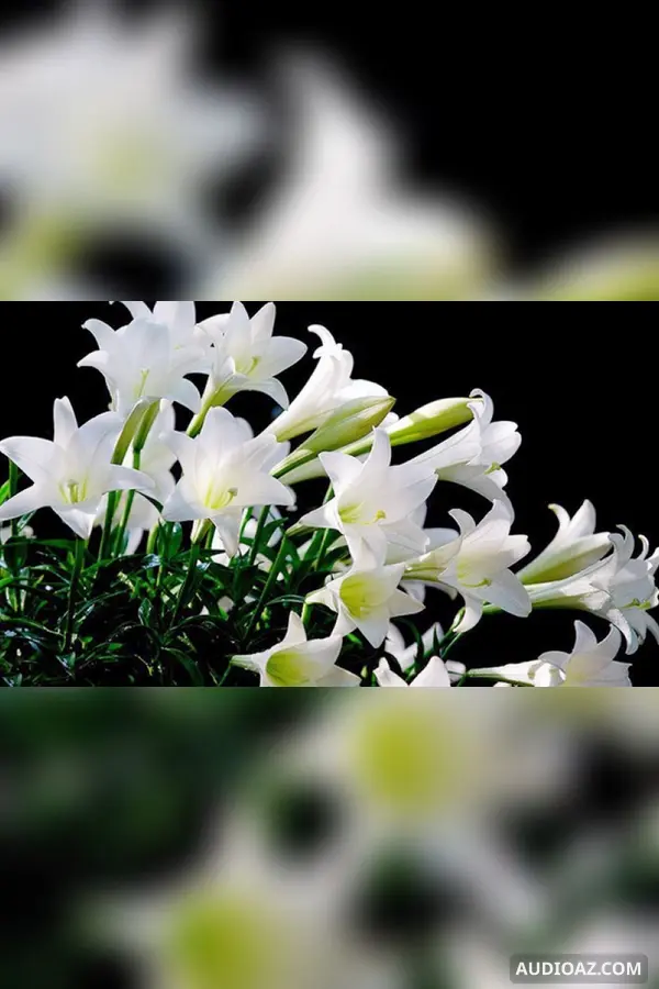 Sự tích hoa huệ tây (hay là hoa loa kèn)