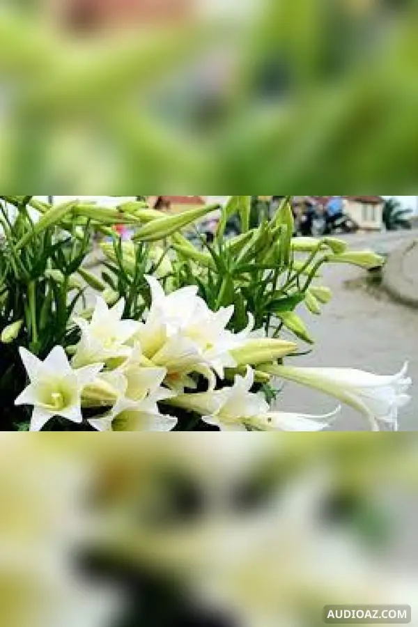 Sự tích Hoa Huệ tây (Hoa Loa kèn)