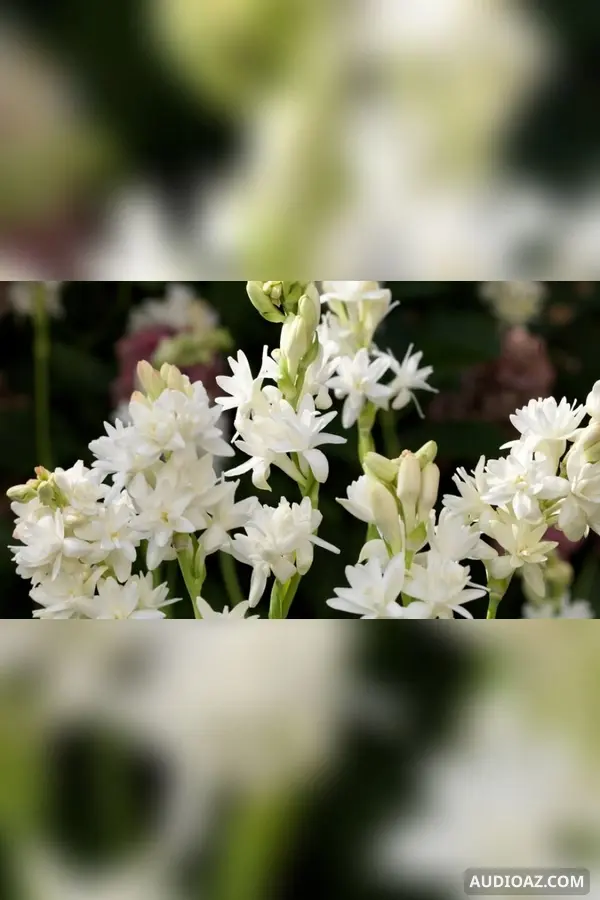 Sự tích hoa huệ