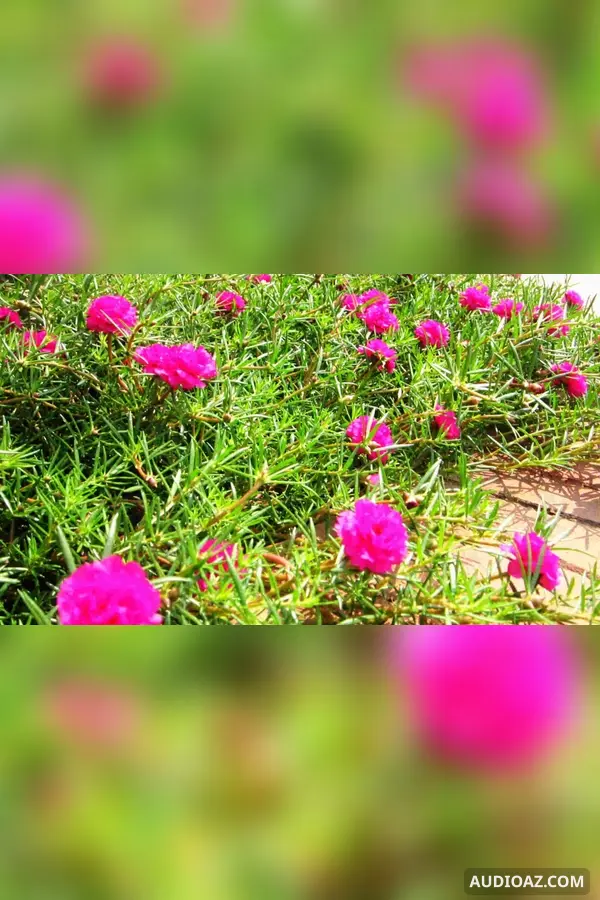 Sự tích Hoa mười giờ