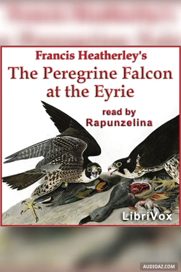 The Peregrine Falcon at the Eyrie