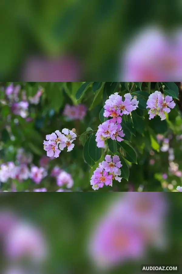 Bằng lăng tím ngát giữa cánh đồng