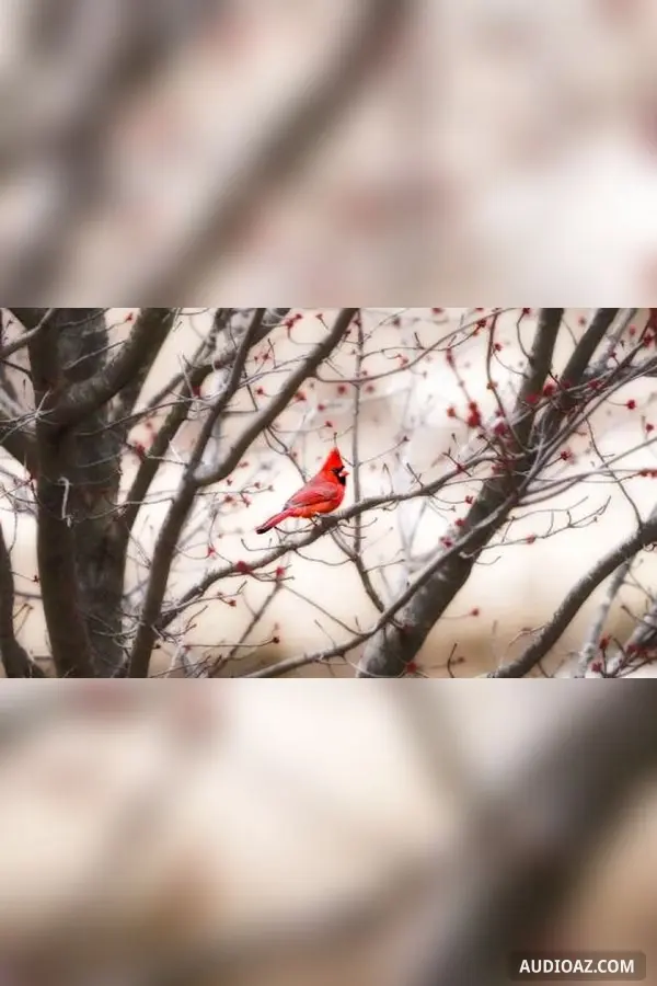 Chiếc lông chim màu đỏ