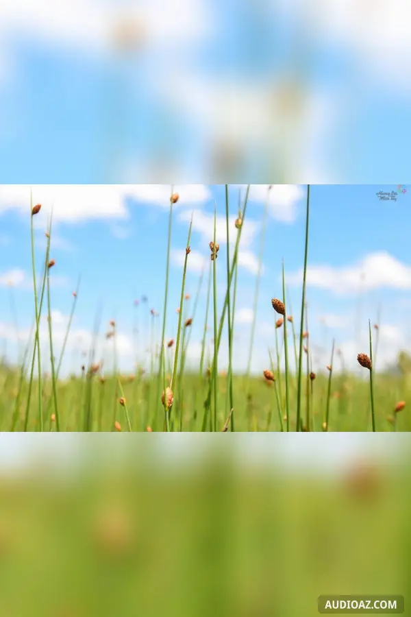 Chuyến trở về của cỏ