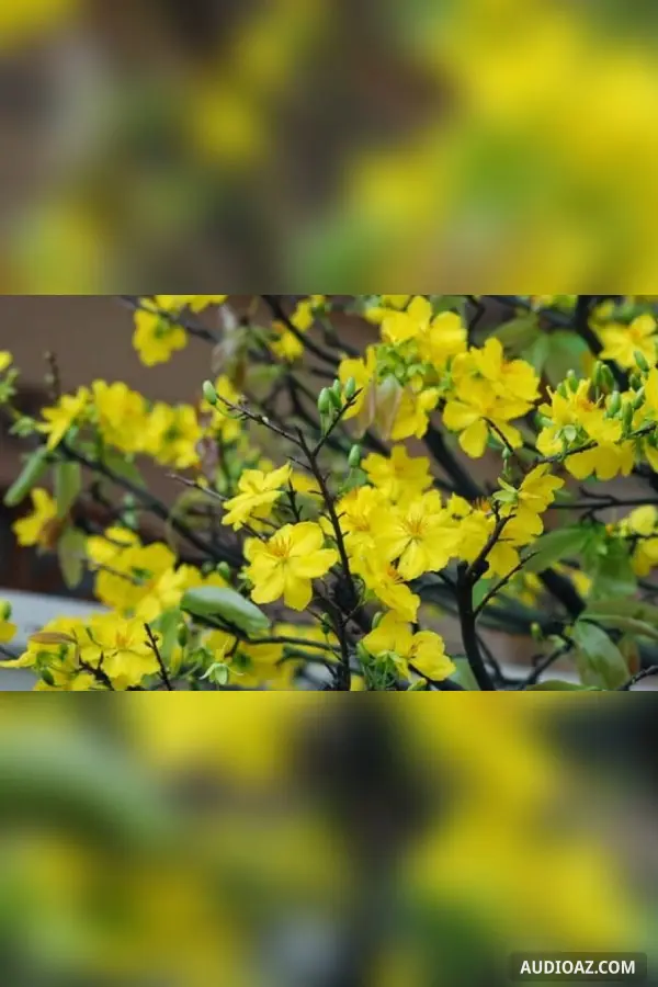 Cửa Phật hoa mai nở