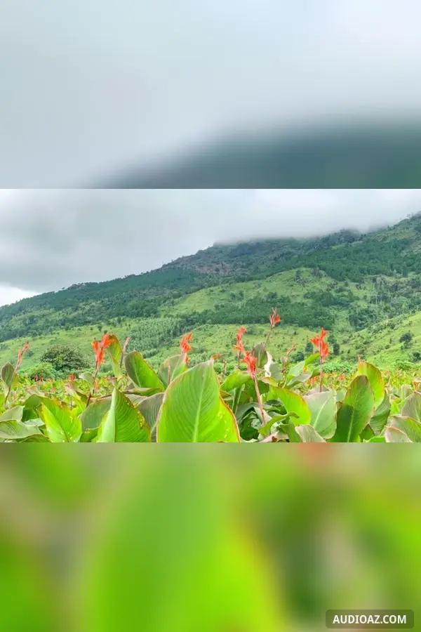 Đám cưới hoa dong riềng