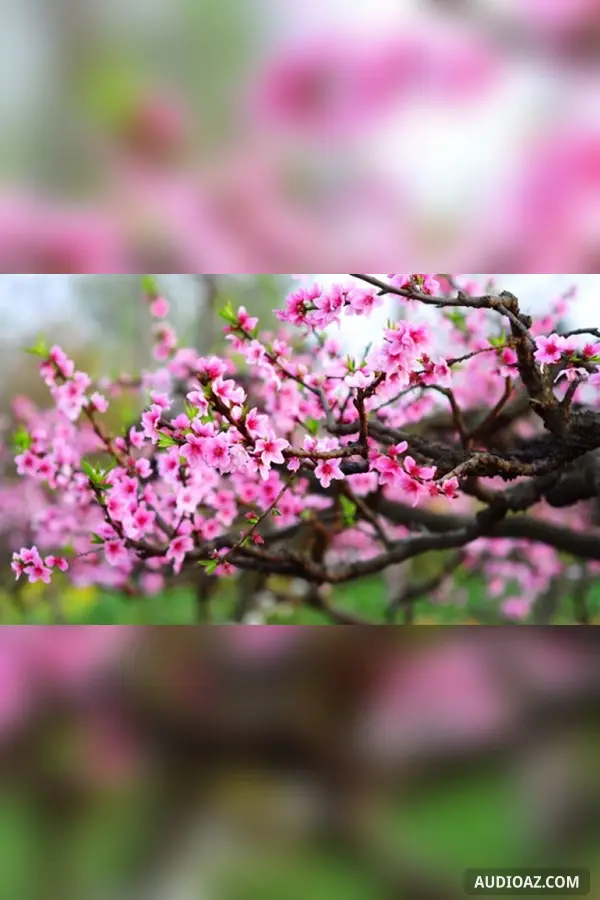 Điều ước của mùa Xuân