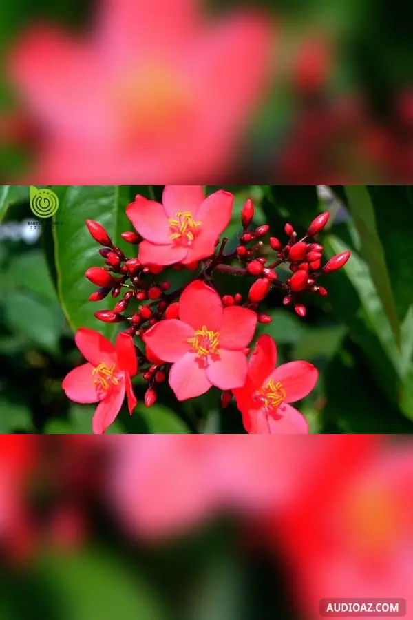 Giấc mơ hồng mai