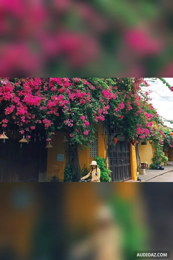 Giàn bông giấy dưới mái hiên