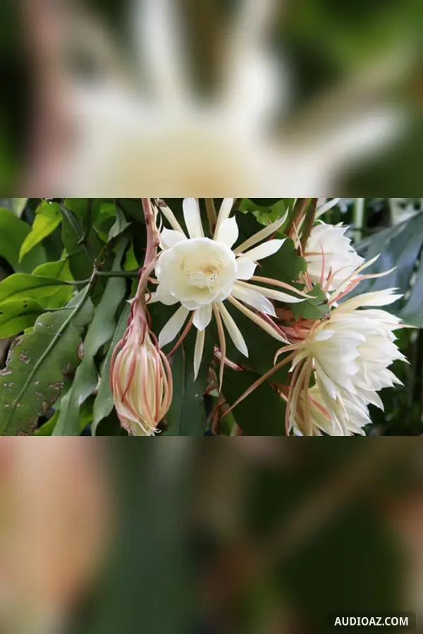 Hồn Quỳnh (Phùng Văn Khai)