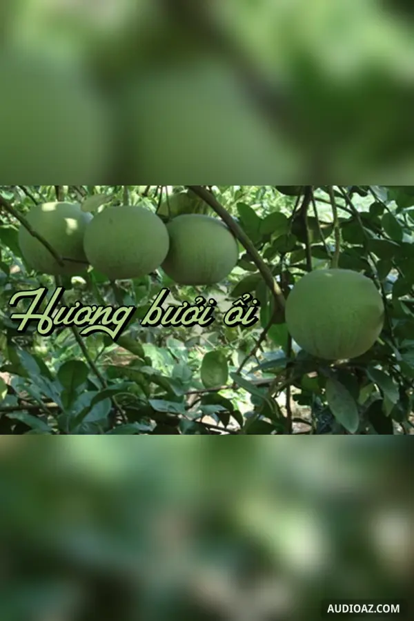 Hương bưởi ổi