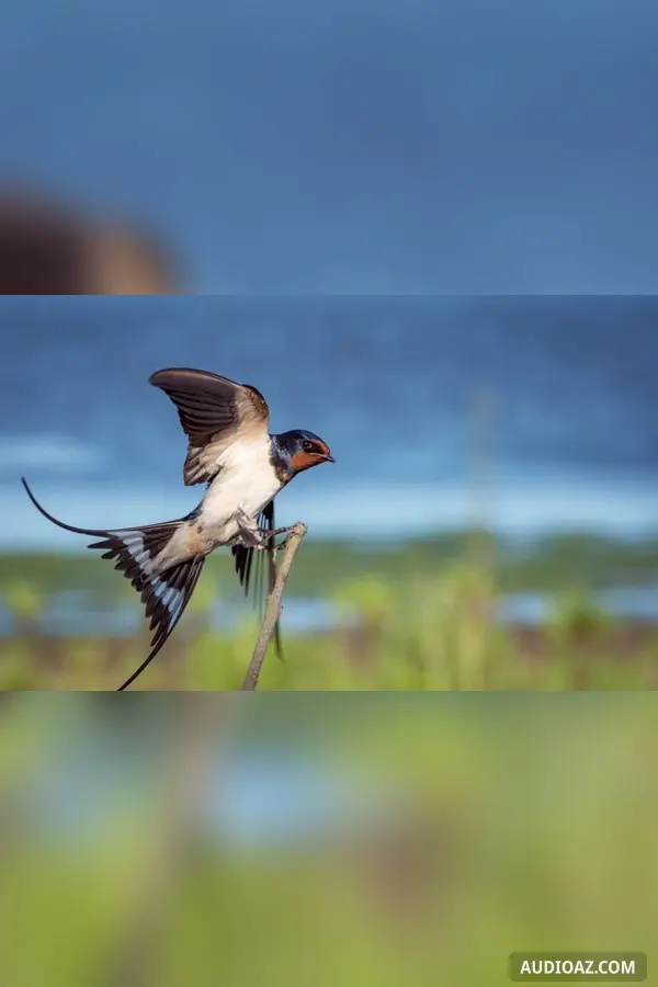 Mùa én gọi bầy
