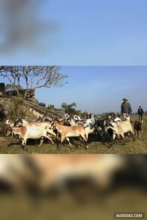 Người chăn dê ở thung lũng cỏ