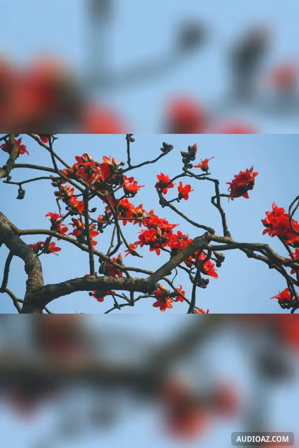 Tạm biệt hoa gạo