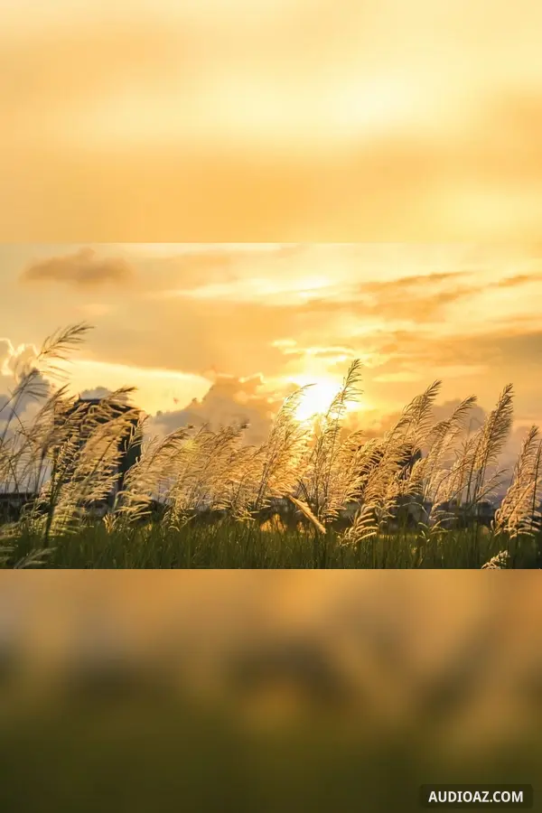 Tiếng hát lau sậy