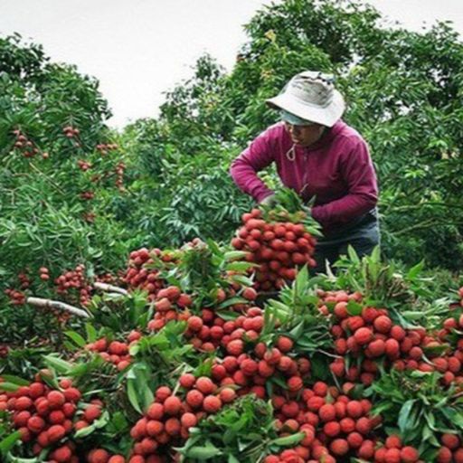 Ep2259: VOV - Thời sự 6h (12/5/2021)