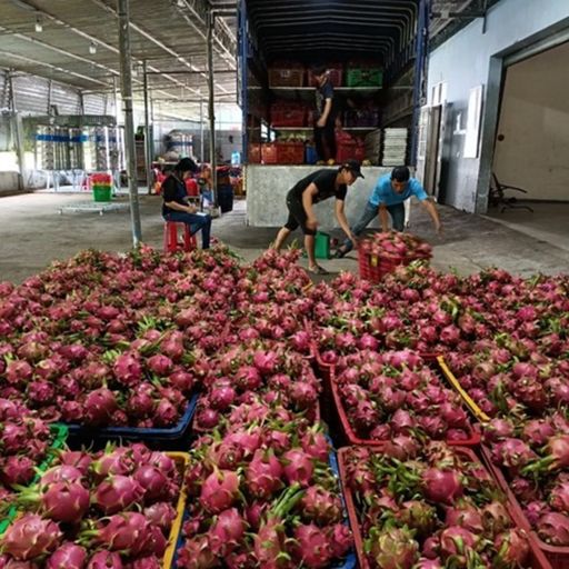 Ep2889: Tin trong nước: Giá thanh long đầu mùa tăng cao nhưng sản lượng chưa nhiều cover