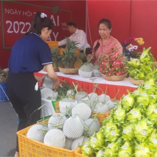 Ep2992: Tin trong nước: Tiền Giang: Trái thanh long vỏ vàng ruột trắng giá cao, nhà vườn mở rộng diện tích cover