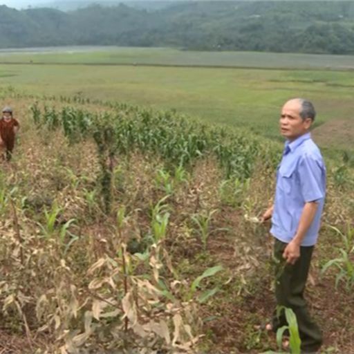 Ep3037: Tin trong nước: Cần khẩn trương khắc phục hậu quả táp lá cây trồng diện rộng ở Lào Cai cover