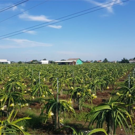 Ep3083: Tin trong nước: Tiền Giang: Thanh long tăng giá trở lại, nhà vườn ngưng phá bỏ vườn cây cover