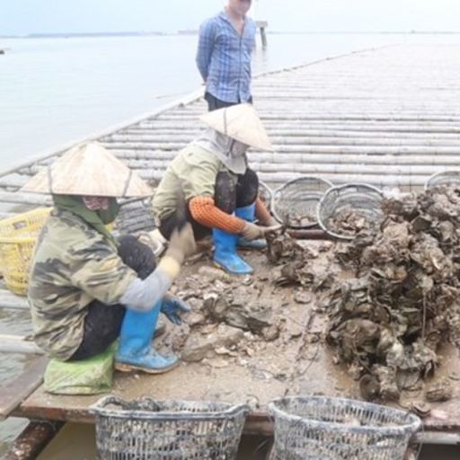 Ep3093: Tin trong nước: Nghề nuôi hàu treo dây vùng cửa sông cover