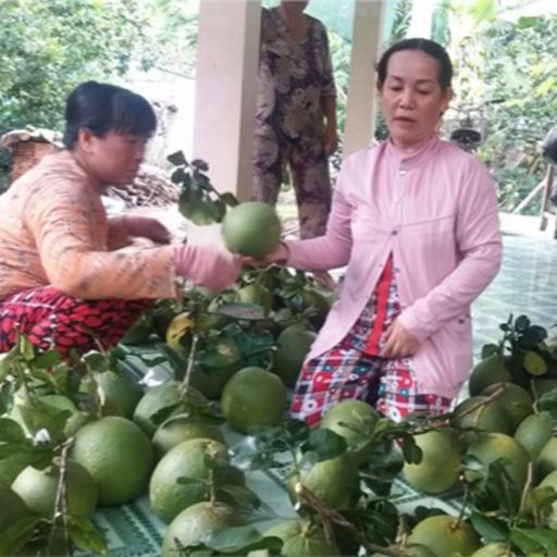 Ep3096: Tin trong nước: Bến Tre: Doanh nghiệp- nhà vườn khẩn trương chuẩn bị xuất khẩu bưởi da xanh sang thị trường Hoa Kỳ cover