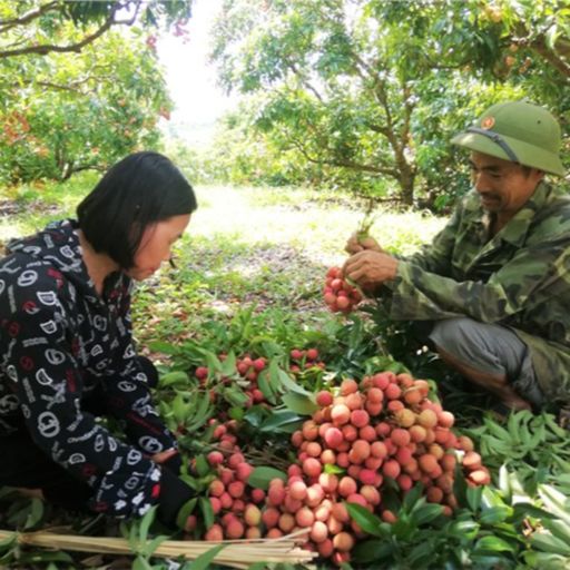 Ep3253: Tin trong nước: Bắc Giang: tiêu thụ vải thiều chính vụ, còn đó những nỗi lo  cover