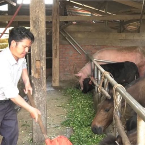 Ep3254: Tin trong nước: Yên Bái tìm giải pháp cho nông dân vùng cao làm giàu cover