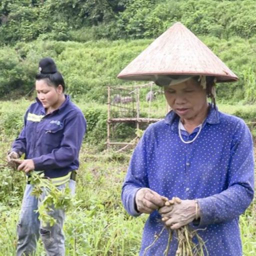 Ep3346: Tin trong nước: Đồng bào Thái ở Na Son, Điện Biên no ấm từ cây Lạc đỏ cover