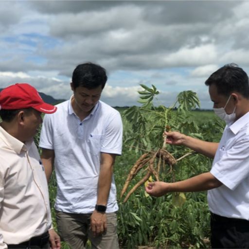 Ep3433: Tin trong nước: Bệnh khảm lá sắn hoành hành ở phía Nam Gia Lai cover