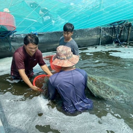 Ep3471: Tin trong nước: Tiền Giang: Mô hình nuôi tôm công nghệ cao thu lãi kỷ lục cover