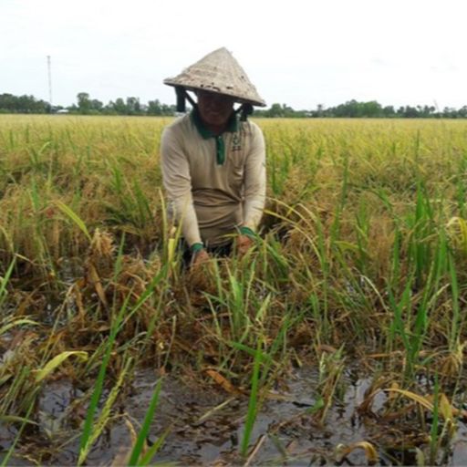 Ep3486: Tin trong nước: Cà Mau: Thiệt hại gần 2.800 ha lúa Hè - Thu vì mưa dông cover