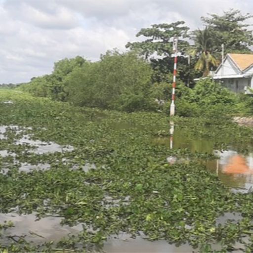 Ep3615: Tin trong nước: Tiền Giang: Thuyền máy diệt cây lục bình dưới kênh rạch, giải pháp hay cần nhân rộng cover