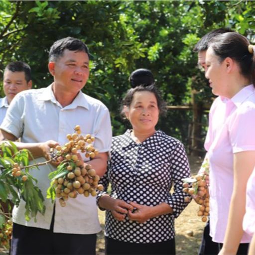 Ep3628: Tin trong nước: Vốn vay ưu đãi, động lực cho người nghèo vượt khó cover