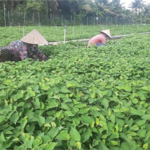 Ep3648: Tin trong nước: Tiền Giang: Nông dân trồng rau diếp cá lãi hơn 300 triệu đồng/ha  cover