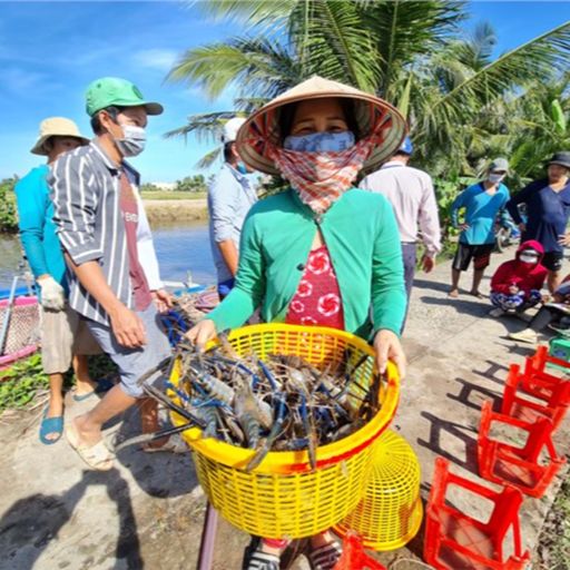 Ep3659: Tin trong nước: Cà Mau: Nông dân ăn nên làm ra nhờ được đào tạo nuôi tôm, cua  cover