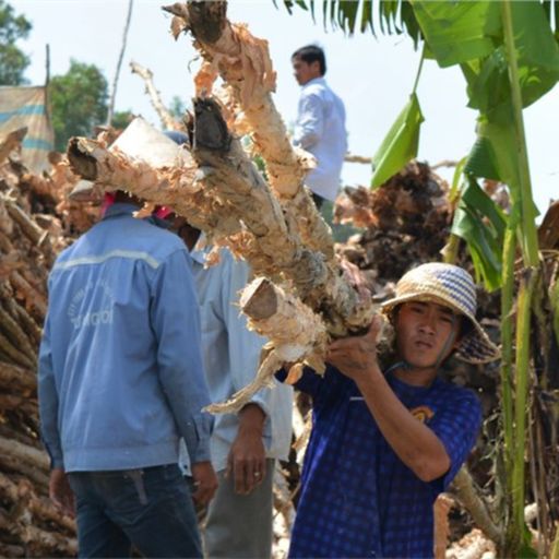 Ep3679: Tin trong nước: Cà Mau: Giá cây tràm giảm, người trồng rừng U Minh hạ mất nửa thu nhập cover