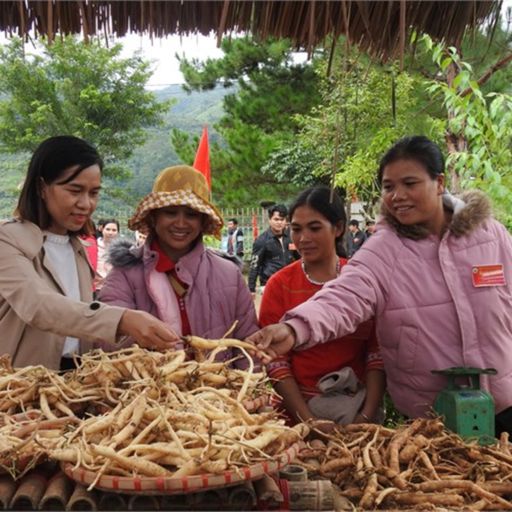 Ep3706: Tin trong nước: Kon Tum: Thành lập Hợp tác xã dược liệu du lịch liên tỉnh ở xã đặc biệt khó khăn cover