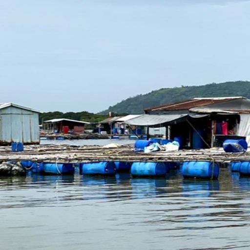 Ep3791: Tin trong nước: Bà Rịa – Vũng Tàu: Giá cá tăng, người nuôi lồng bè phấn khởi  cover