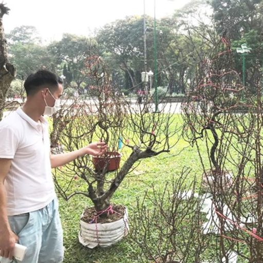 Ep5990: Tin trong nước - Số lượng hoa, cây kiểng miền Bắc vào TP.HCM giảm