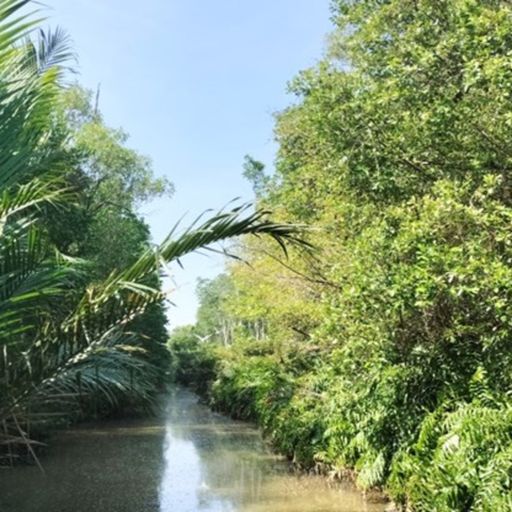Ep6291: Tin trong nước - Cà Mau: Thu hồi dự án làm sân chim 127 ha nhưng lại để nuôi tôm 