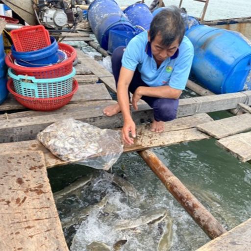Ep6509: Tin trong nước - Kiên Giang: Không có việc cá nuôi lồng bè và hàu, vẹm xanh chết hàng loạt image
