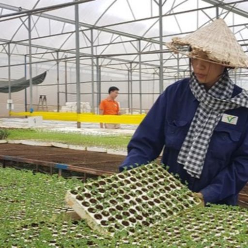 Ep6511: Tin trong nước - TP.HCM: Sản xuất nông sản hữu cơ, chuyện người trong cuộc  image