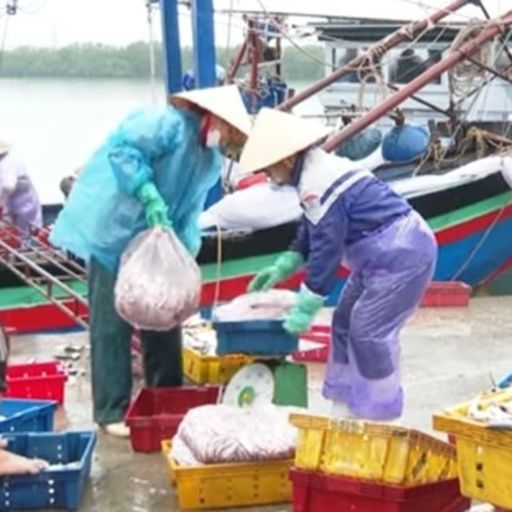 Ep6533: Tin trong nước - Nghệ An: Phấn khởi đón lộc biển đầu năm image