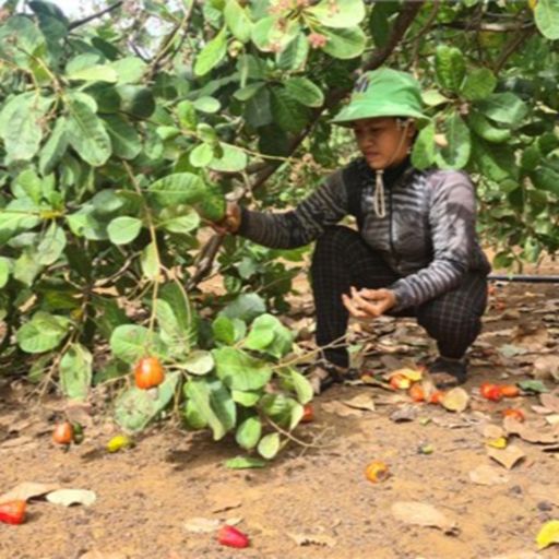 Ep6539: Tin trong nước - Gia Lai: Mất mùa, giá thấp, người trồng điều kém vui image