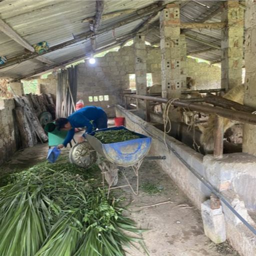 Ep7749: Tin trong nước - Hiệu quả nguồn vốn tín dụng chính sách trên địa bàn huyện Ngân Sơn, tỉnh Bắc Kạn image