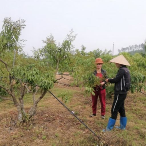 Ep7768: Tin trong nước - Bắc Giang: nâng cao chất lượng vải thiều xuất khẩu image