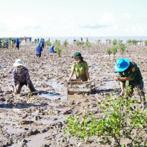 Ep7828: Tin trong nước - Sóc Trăng tổ chức trồng rừng phòng hộ ven biển image
