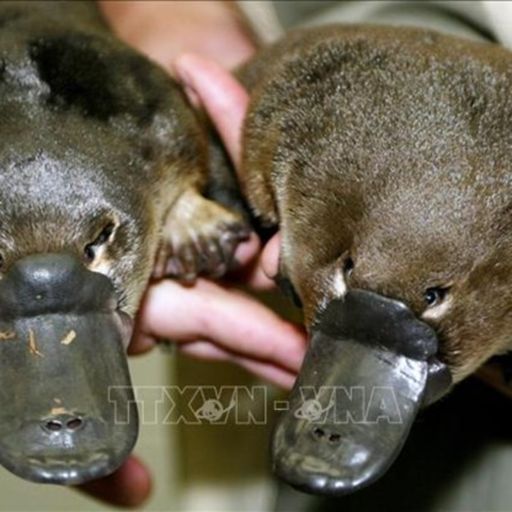 Ep7855: Tin quốc tế -Sau hơn 50 năm vắng bóng – thú mỏ vịt “trở lại” vườn quốc gia Australia image